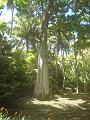 African Tulip tree at Anse Mamin